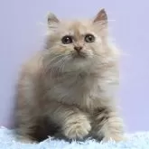 ミヌエット(長足)