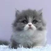 ミヌエット(短足)