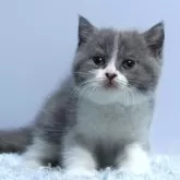 ミヌエット(長足)
