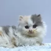 ミヌエット(短足)