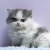 ミヌエット(短足)