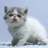 エキゾチックショートヘア