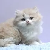 ミヌエット(長足)