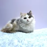 ミヌエット(短足)