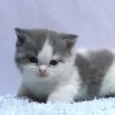 ミヌエット(短足)