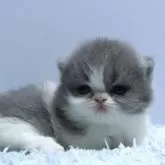 ミヌエット(短足)