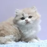 ミヌエット(長足)