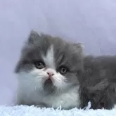 ミヌエット(短足)