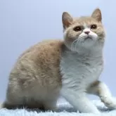 ミヌエット(長足)