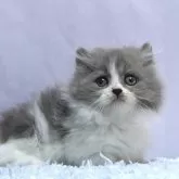 ミヌエット(短足)