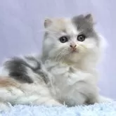 ミヌエット(短足)