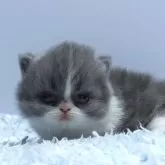 ミヌエット(短足)