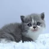 ミヌエット(短足)