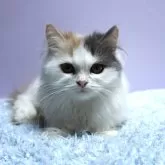 ミヌエット(短足)