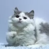 ミヌエット(短足)