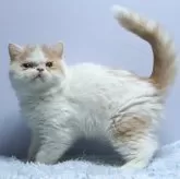エキゾチックショートヘア
