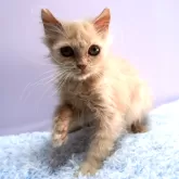 ミヌエット(長足)