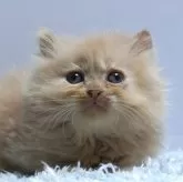 ミヌエット(長足)