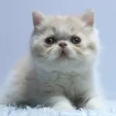 エキゾチックショートヘア