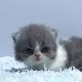 ミヌエット(短足)