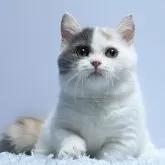 ミヌエット(短足)【群馬県・女の子・2025年2月8日・ダイリュートキャリコ】の写真1