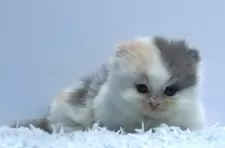 ミヌエット(短足)【群馬県・女の子・2025年9月23日・ダイリュートキャリコ】の写真3