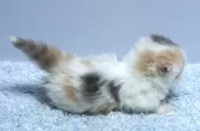 ミヌエット(短足)【群馬県・女の子・2025年9月23日・ダイリュートキャリコ】の写真4