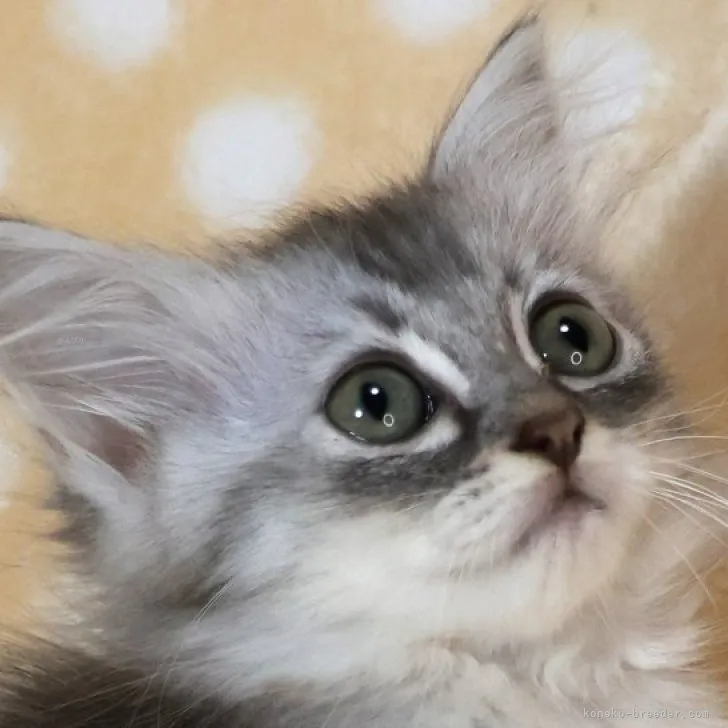 ID：2309-02539の子猫