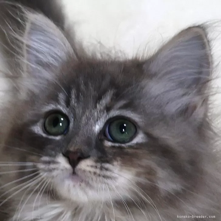 ID:2406-00747の子猫