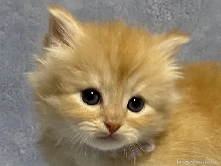 ID：2202-01966の子猫