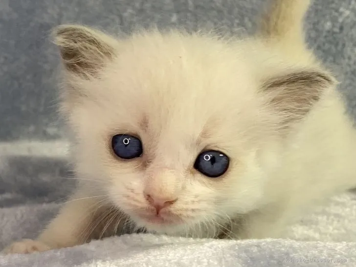 ID:2203-01329の子猫