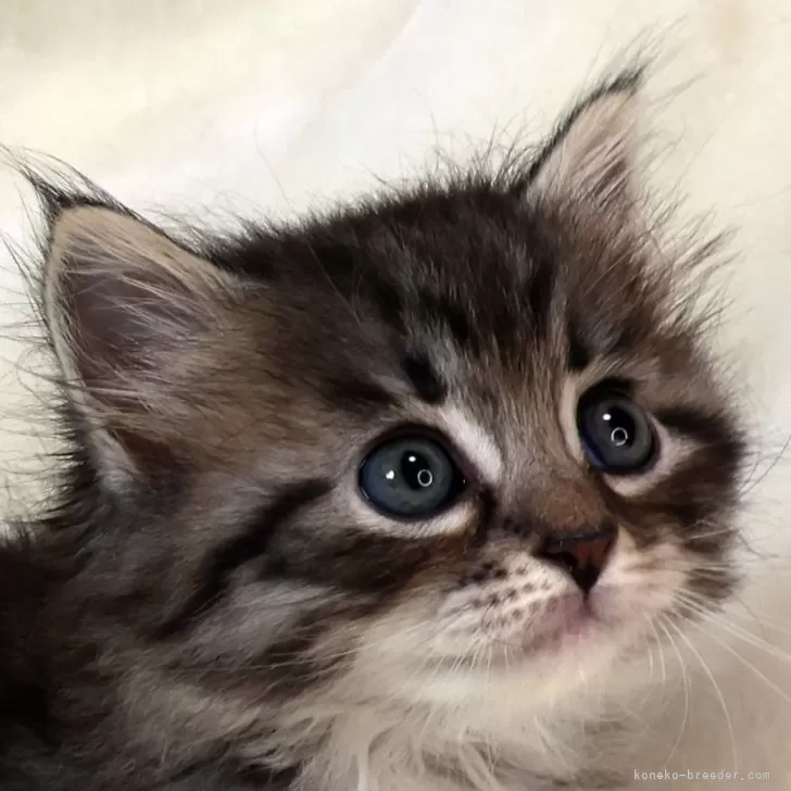 ID:2404-00658の子猫