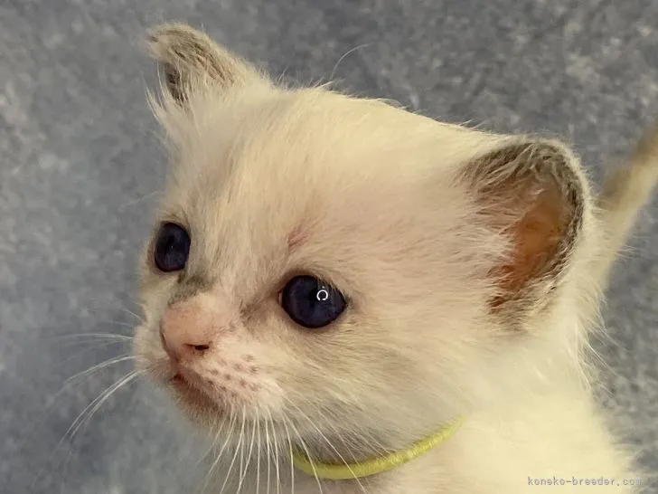 ID：2203-01330の子猫