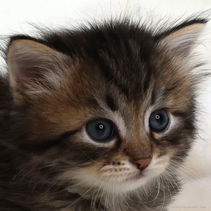 M.Y 様のお迎えした子猫