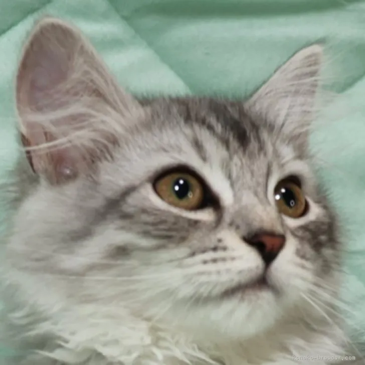 ID:2306-01317の子猫
