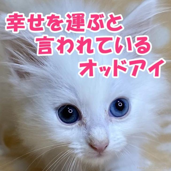Mikineeeeee-ow806763 | 宇宙✨きれいだ💙 #猫#ねこ#白猫#子猫