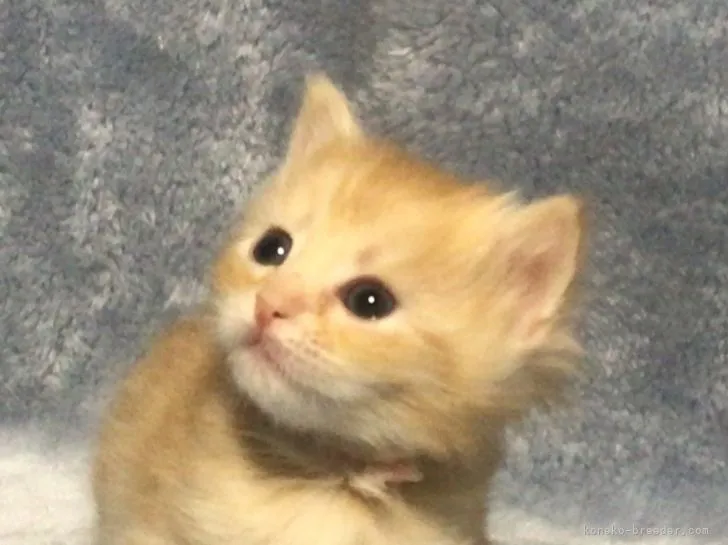 ID:2202-01965の子猫