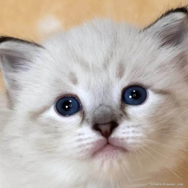 ID：2311-02367の子猫