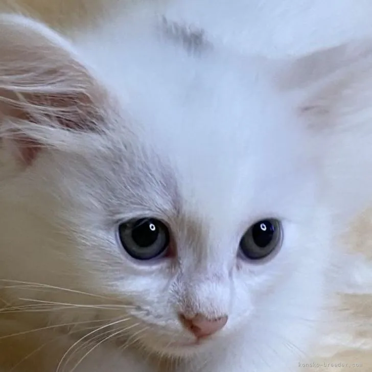 ID:2211-00039の子猫