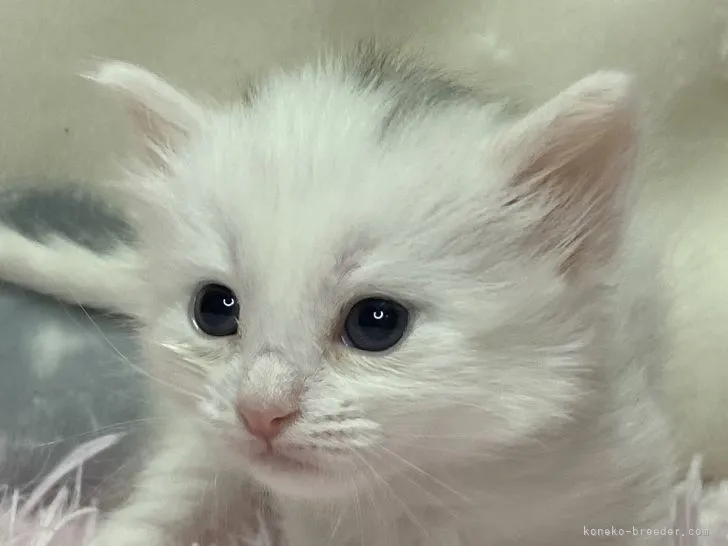 ID：2204-00127の子猫