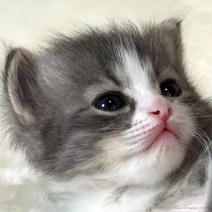 ID：2404-00654の子猫