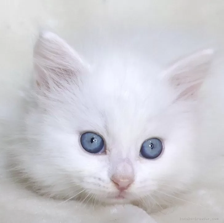 ID:2412-00469の子猫