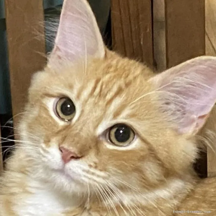 ID：2204-01566の子猫