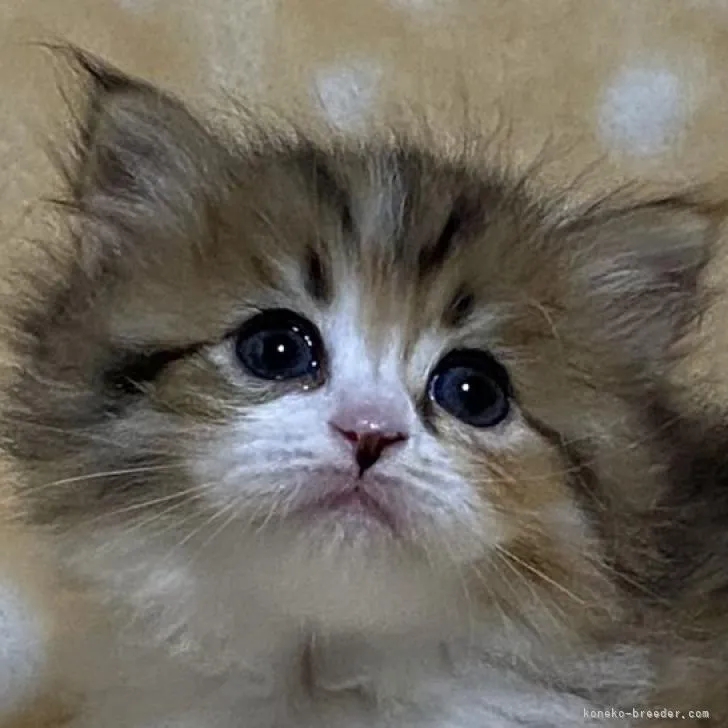 ID：2208-02344の子猫