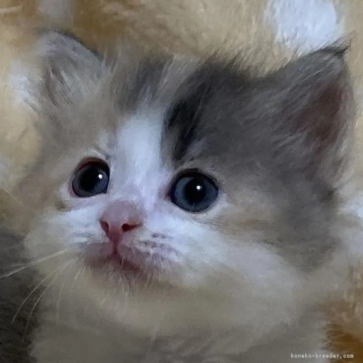 ID：2208-02343の子猫