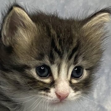 サイベリアン【奈良県・女の子・2023年3月22日・ブラウントービー&ホワイト】の写真「性格の良い子猫をお探しの方に！きれいなお顔の女の子」