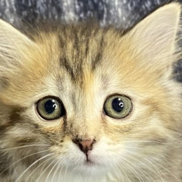 サイベリアン【奈良県・女の子・2023年3月21日・ブラウントービー】の写真「むちゃ元気な女の子」