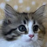 サイベリアン【奈良県・女の子・2022年7月19日・ブラウントービー&ホワイト(三毛)】の写真1「10/1撮影」