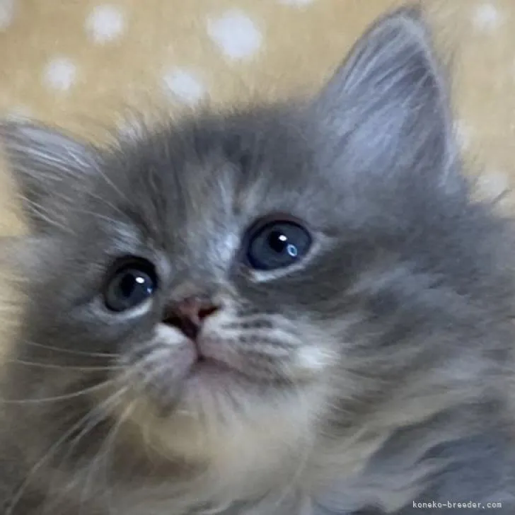 ID：2211-02025の子猫