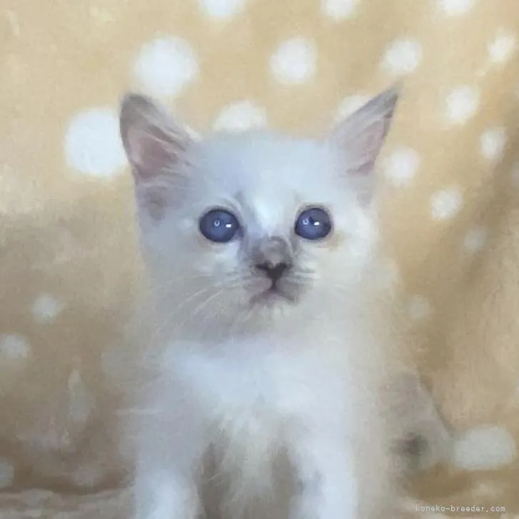 ID：2209-00801の子猫